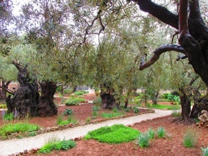 Garden of Gethsemane Israel
